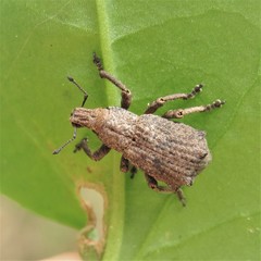 Amnemus quadrituberculatus