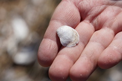 Crepidula plana
