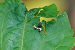 Phrynarachne ceylonica