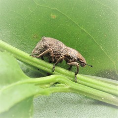 Amnemus quadrituberculatus