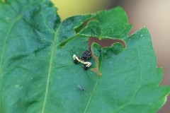 Phrynarachne ceylonica
