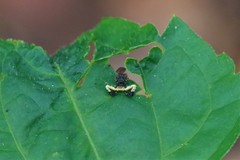 Phrynarachne ceylonica