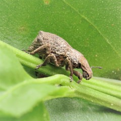 Amnemus quadrituberculatus