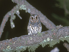 Psiloscops flammeolus