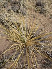 Yucca angustissima