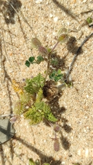 Daucus pumilus