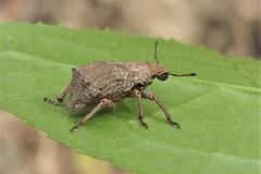 Amnemus quadrituberculatus