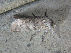 Dicranura ulmi
