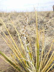 Yucca angustissima