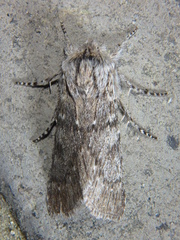 Dicranura ulmi