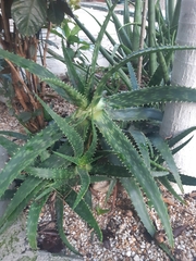 Aloe