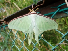 Actias aliena