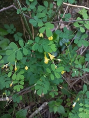Hippocrepis emerus emerus