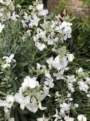 Arabis caucasica