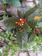 Chrysothemis pulchella