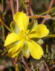 Hibbertia inclusa