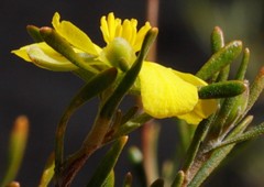 Hibbertia inclusa