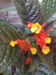 Chrysothemis pulchella