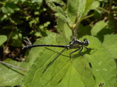 Octogomphus specularis