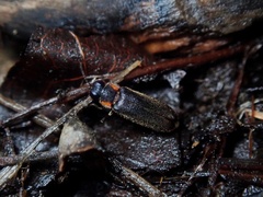Luciola filiformis
