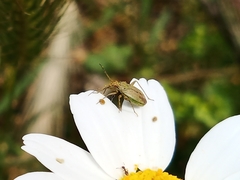 Thermocoris munieri