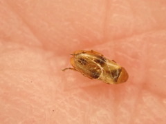 Anaspis maculata
