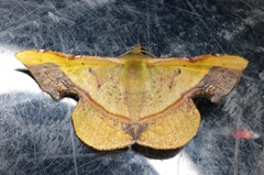 Fascellina plagiata