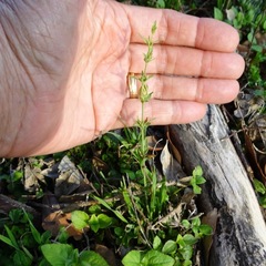 Carlowrightia texana
