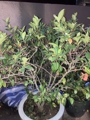 Magnolia figo