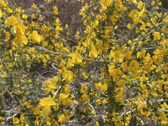 Caragana balchaschensis