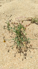 Linaria pedunculata