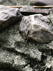 Clistopyga recurva