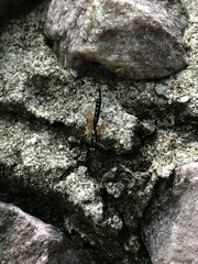Clistopyga recurva