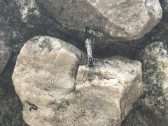 Clistopyga recurva