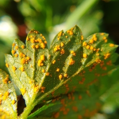 Phragmidium mexicanum
