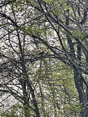 Pipilo erythrophthalmus