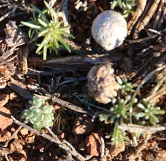 Lasiopogon