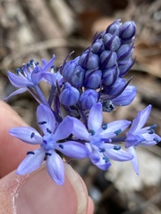 Hyacinthoides italica