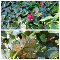 Phragmidium mexicanum