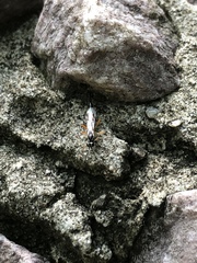 Clistopyga recurva