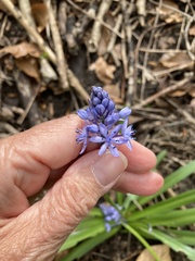 Hyacinthoides italica