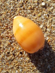 Notocypraea comptonii