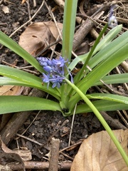 Hyacinthoides italica