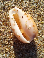 Notocypraea comptonii
