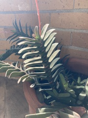 Gasteria rawlinsonii