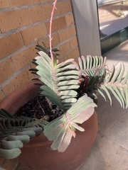Gasteria rawlinsonii