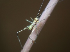 Phaneroptera trigonia