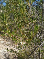 Kageneckia lanceolata