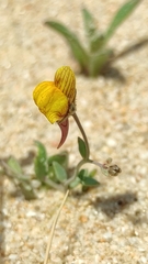 Linaria pedunculata