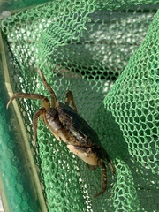 Rhithropanopeus harrisii